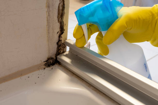 Best Health and Safety Mold Remediation in Snyder, OK