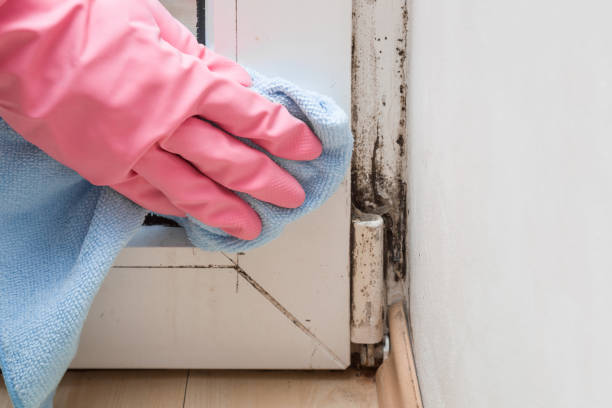 Professional Mold Remediation in Snyder, OK